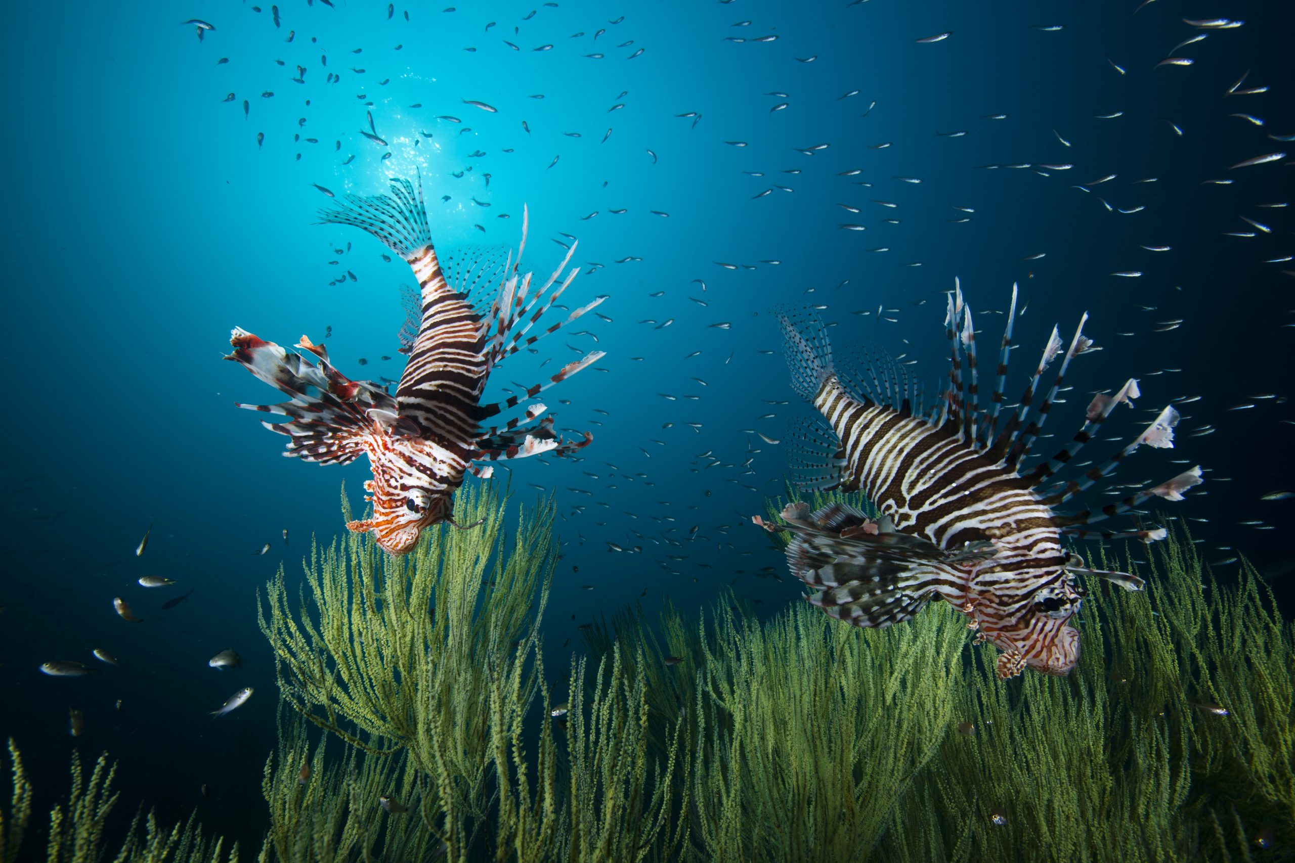 Beautiful,Lion,Fish,(or,Turkey,Fish),Hovering,In,Mid,Water